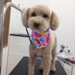 プードル　プチちゃん２６８